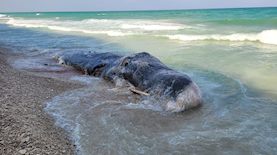 לוויתן, צילום: הראל בז